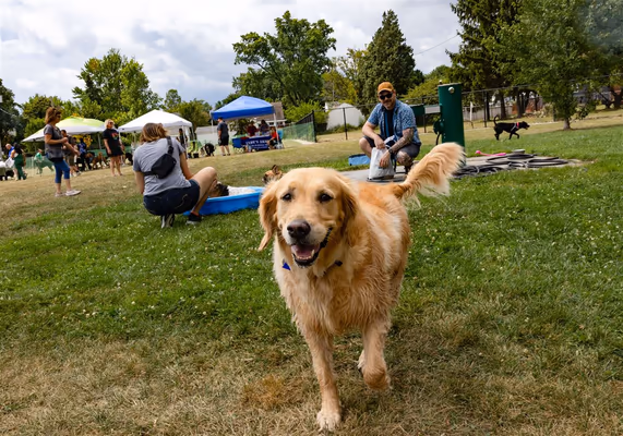Glass City Dog Park photo 1